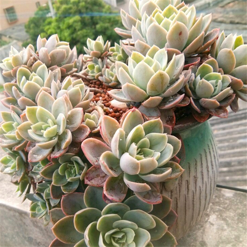 丝绸面纱老桩多肉一物一拍植物大颗绿植盆栽多肉植物