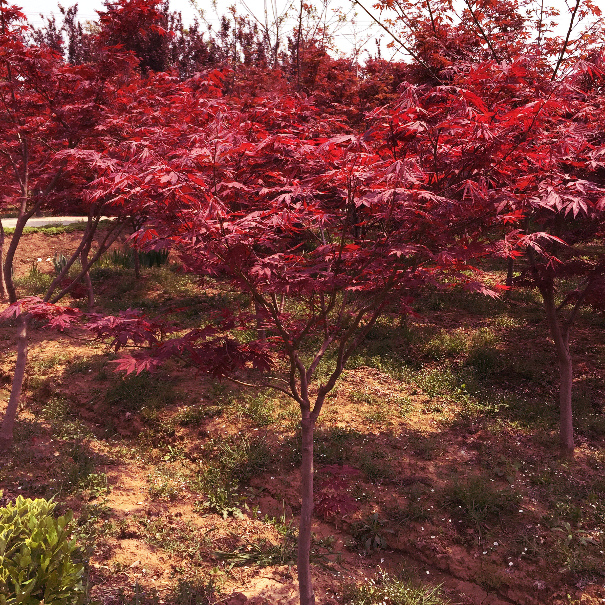 红枫树苗美国日本风景正宗三季中国小苗火焰行道树