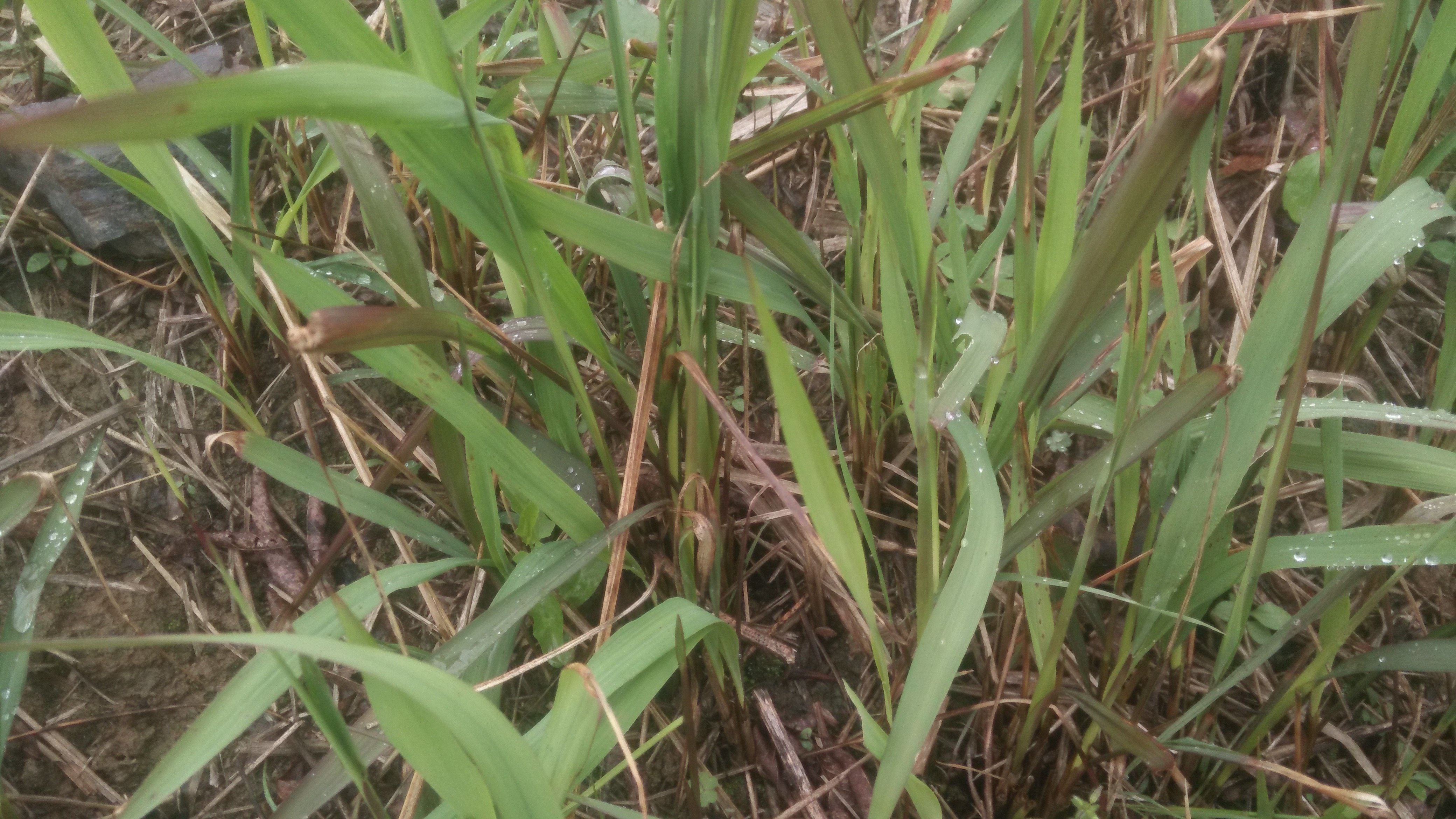 2018三月新鲜茅针嫩茅草苗根谷荻毛针尖儿时最开心的回忆300g