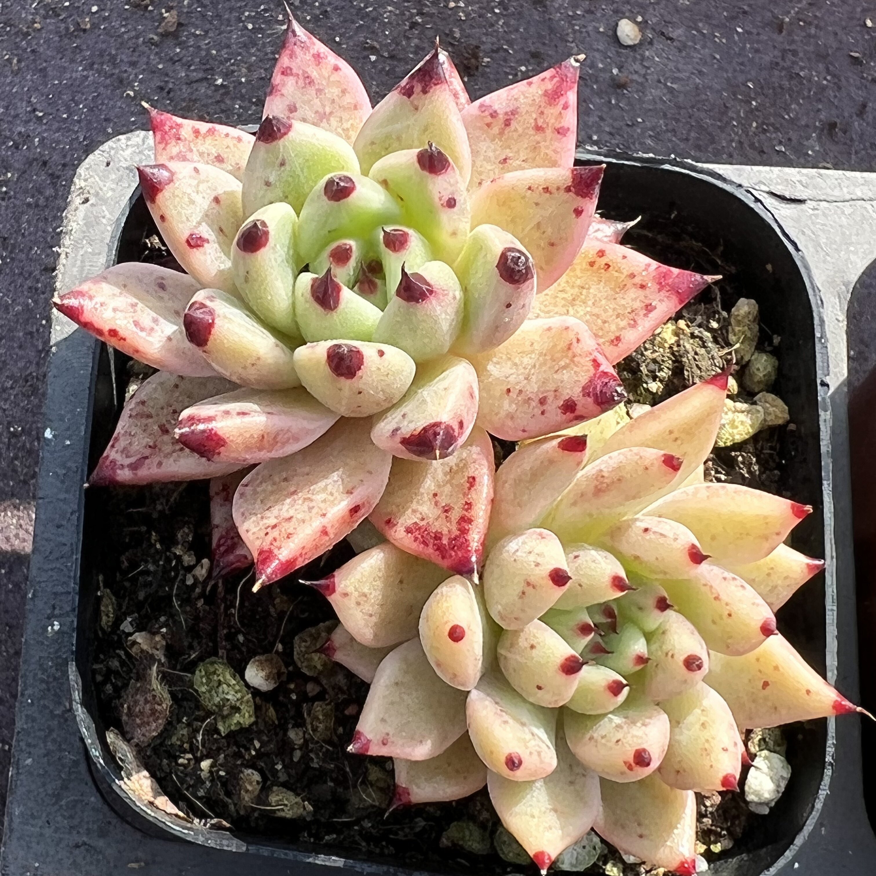 多肉万圣夜圣夜杂多一物一拍精品血斑植物雪狼多肉植物