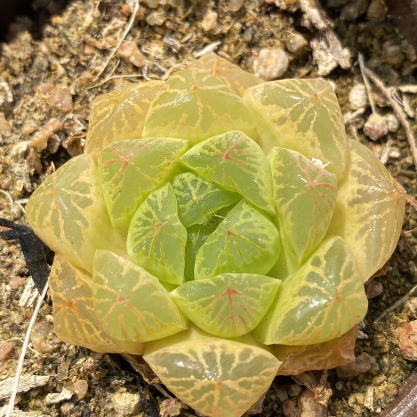 多肉彩虹玉露精品植物一物一拍雪狼多肉植物