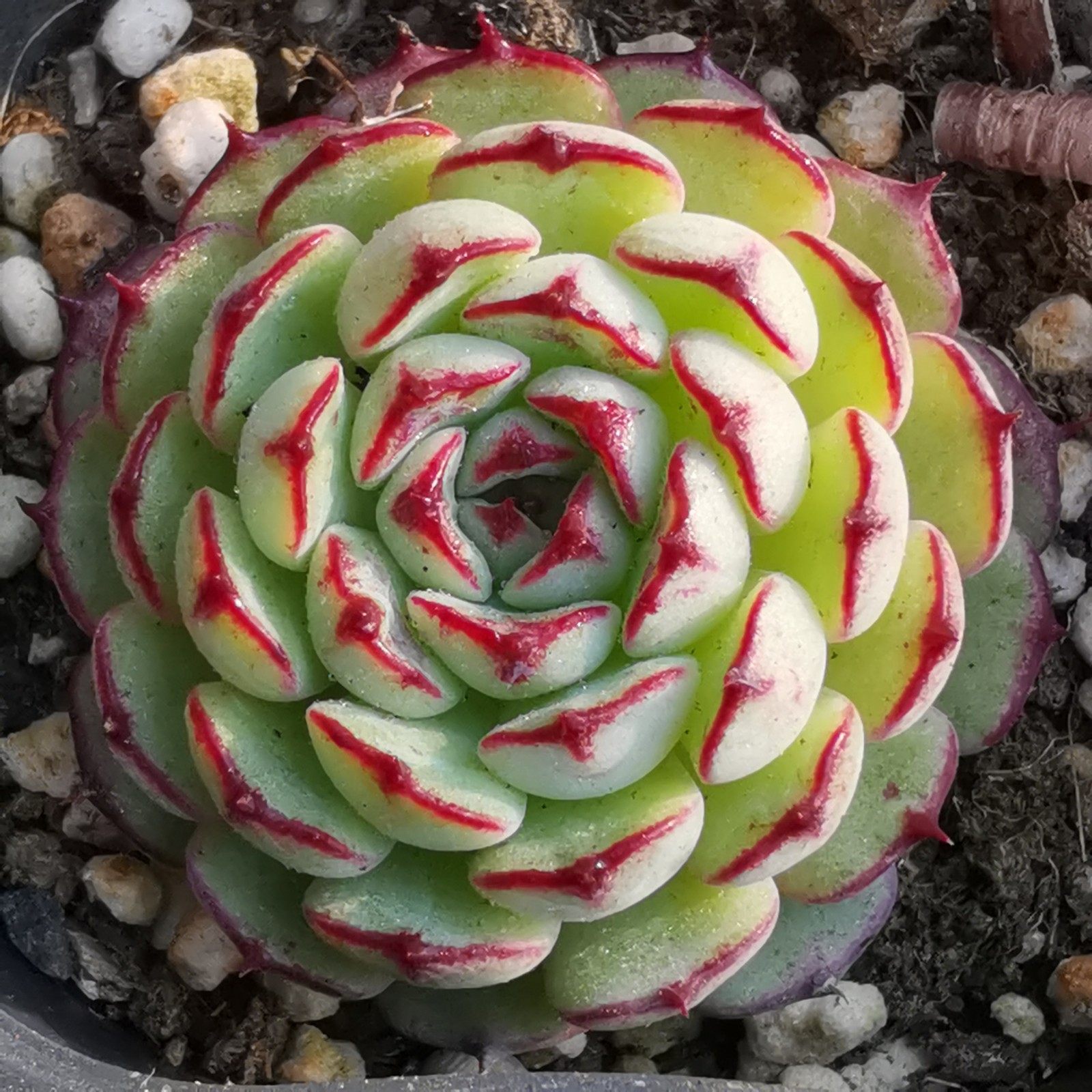 多肉恩西诺多圆球植物一物一拍雪狼多肉植物