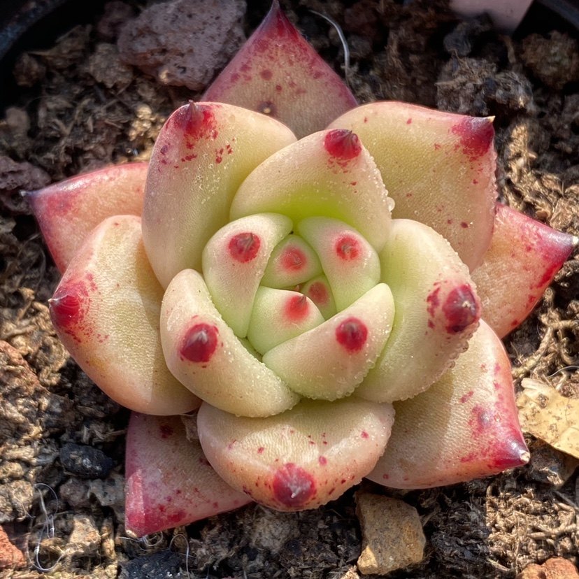 多肉红颜蜜语植物一物一拍雪狼多肉植物