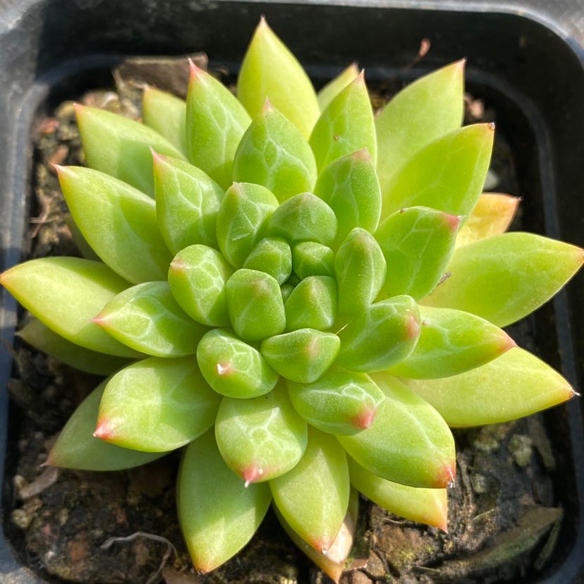 多肉假骨甲骨文暗纹精品植物一物一拍雪狼多肉植物