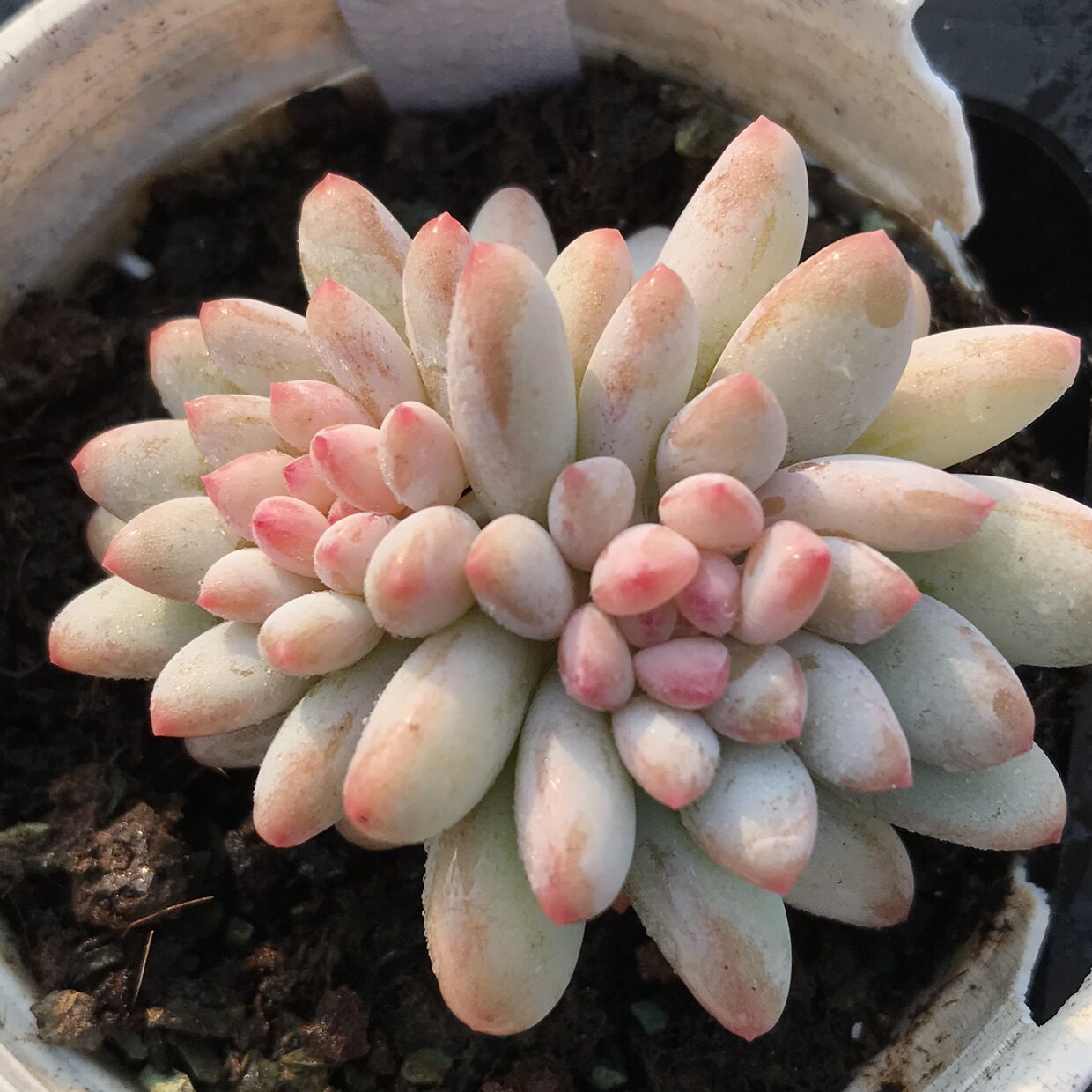 多肉植物冰淇淋一物一拍冰激凌雪狼多肉植物