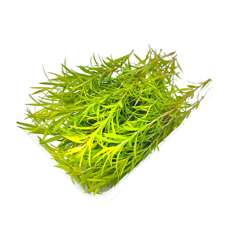 黄金新鲜柳芽15枝西餐摆盘装饰花草柳枝黄金柳其它