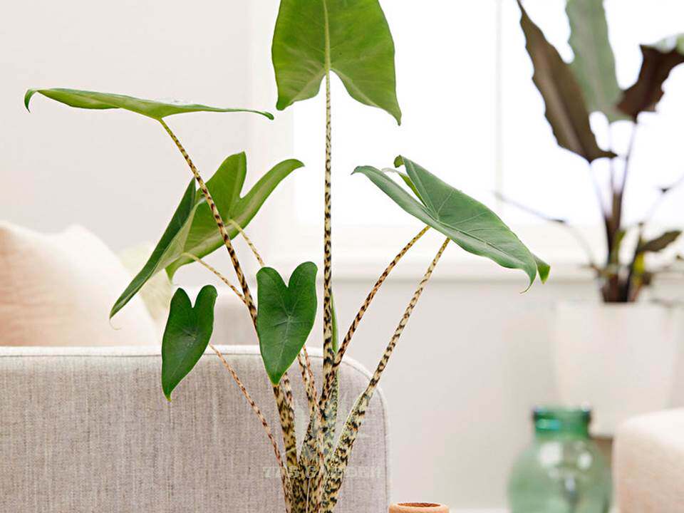 斑马海alocasiazebrina进口大苗绿植