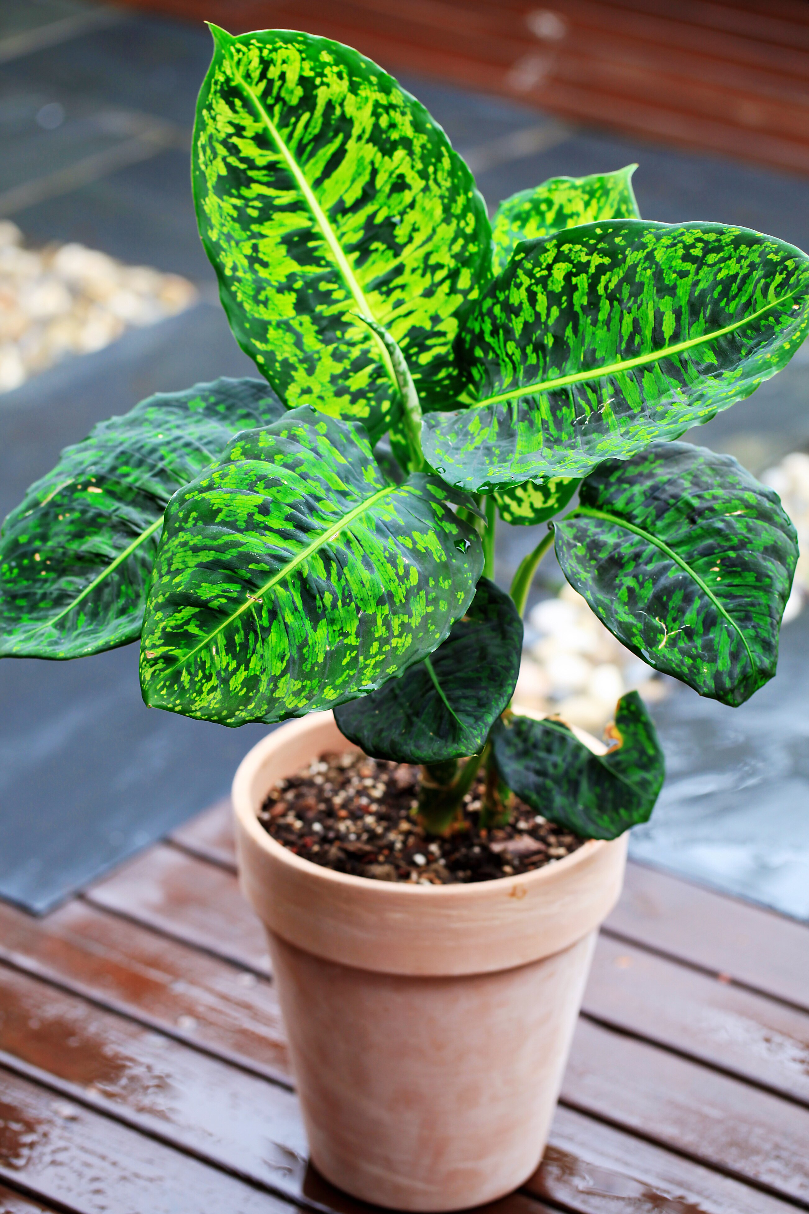 万年青花卉帝王青迷彩荧光荷兰进口顺丰包邮绿植