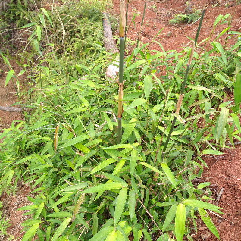 广西野生中药材新鲜现摘竹心竹芯竹叶心单竹心竹针心竹满50元包邮