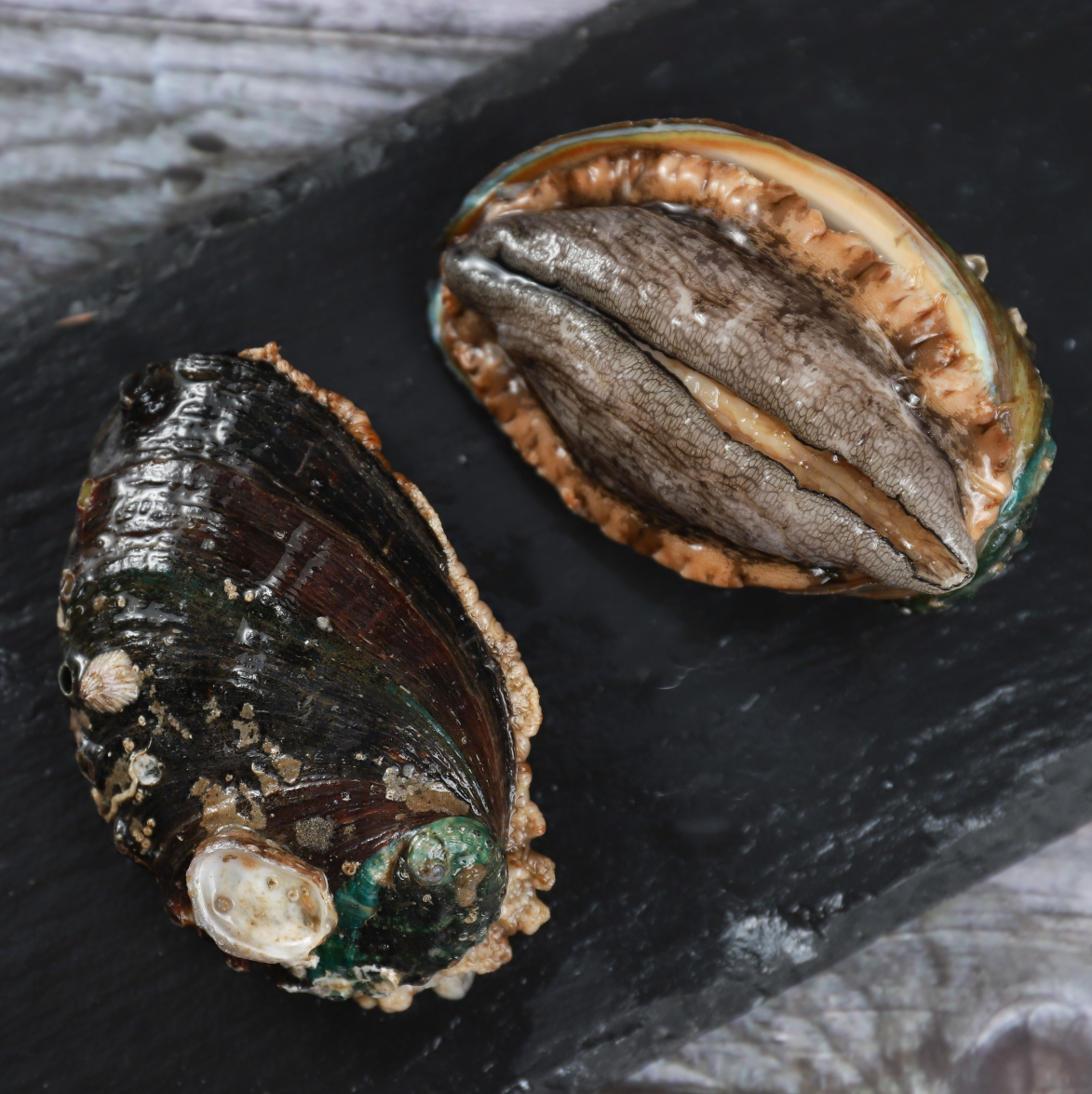 新鲜2斤鲍鱼鲜活12头超特特大崂山九孔鲜鲍鲍鱼