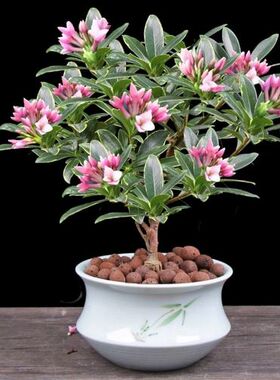 金边瑞香耐寒花卉观花植物室内阳台带花浓香型观花盆栽木本花卉中农绿