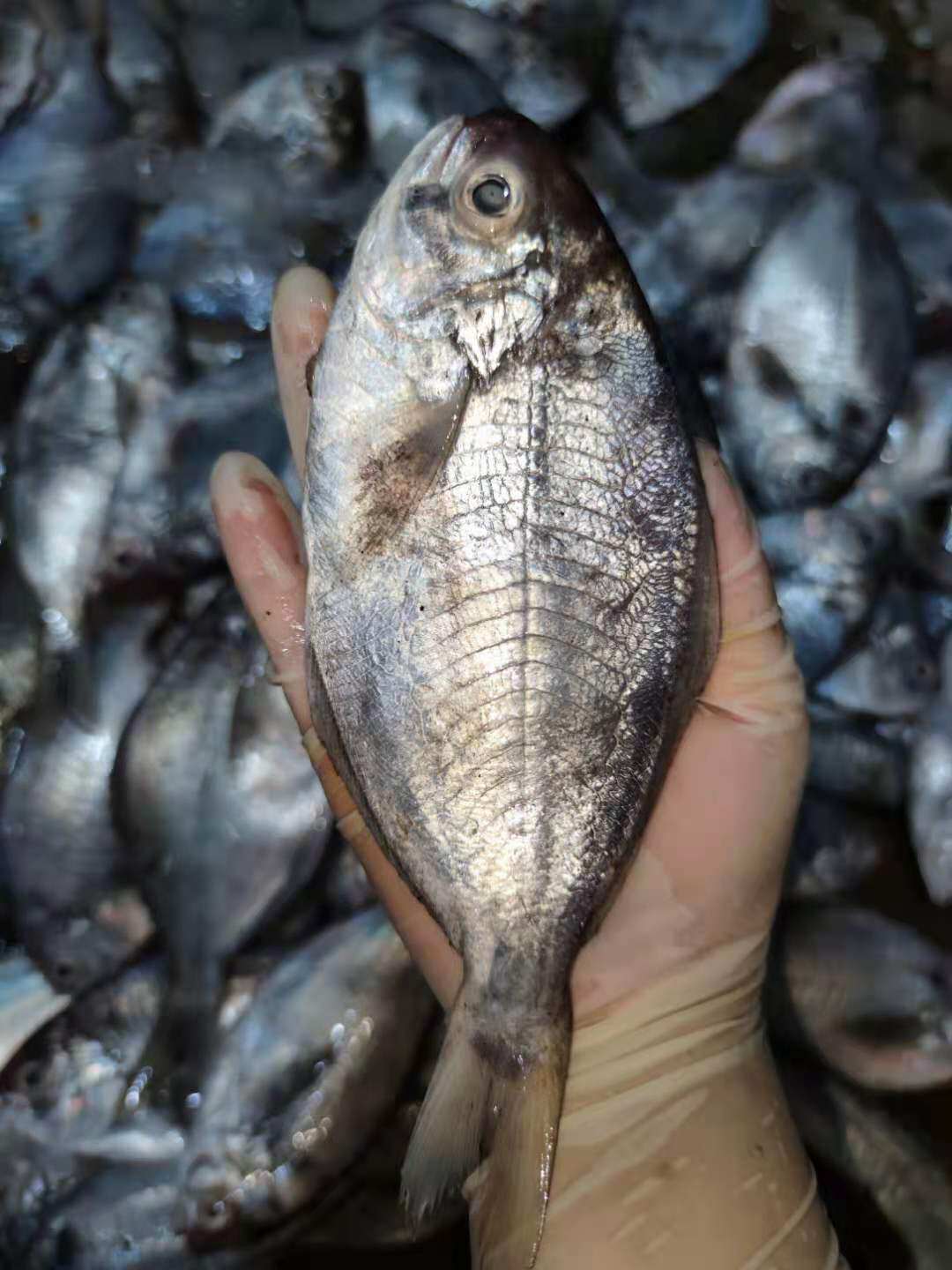 鲳鱼南鲳鱼肉新鲜海捕南鲜活海汕尾本港特产海鲜鲳鱼