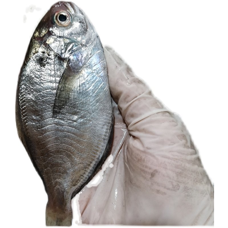 鲳鱼南鲳鱼肉新鲜海捕南鲜活海汕尾本港特产海鲜鲳鱼