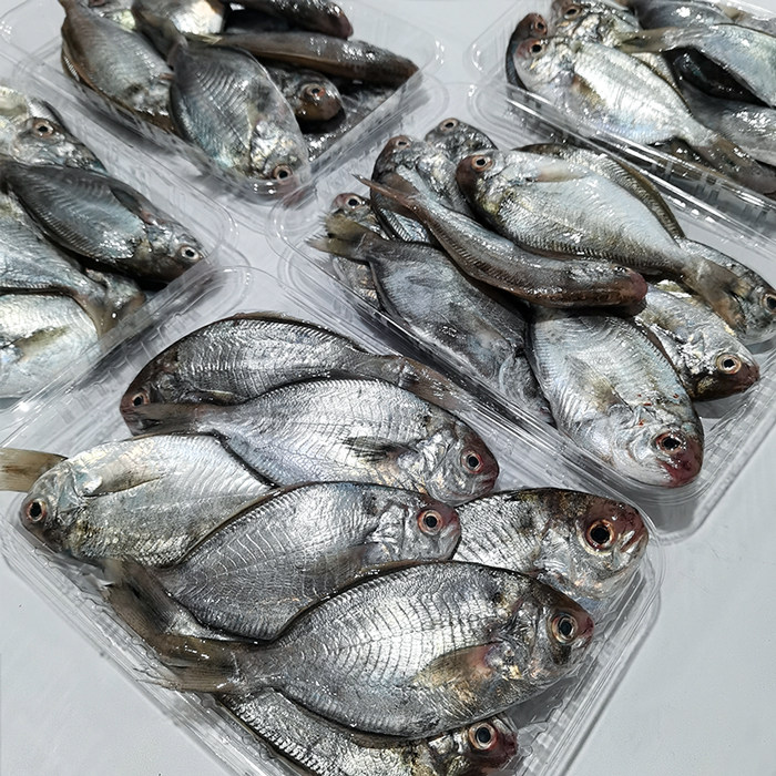 鲳鱼南鲳鱼肉新鲜海捕南鲜活海汕尾本港特产海鲜鲳鱼