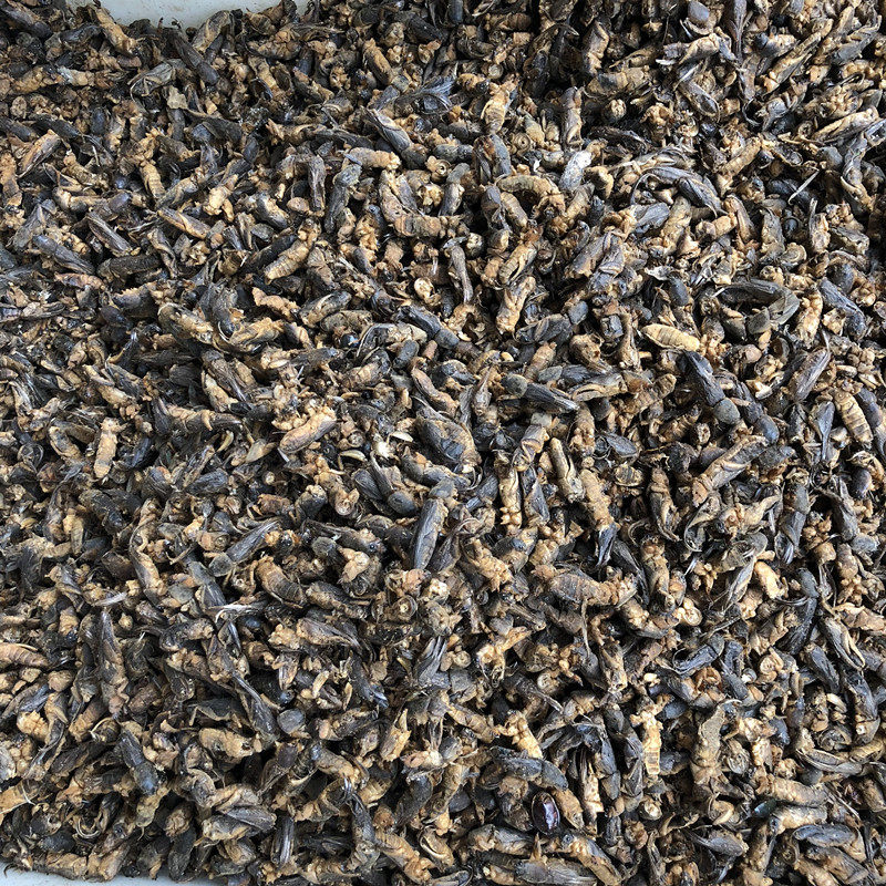 中药材 野生 蝼蛄虫 土狗 正品蝼蛄 干货 新货 地狗 500g克 包邮