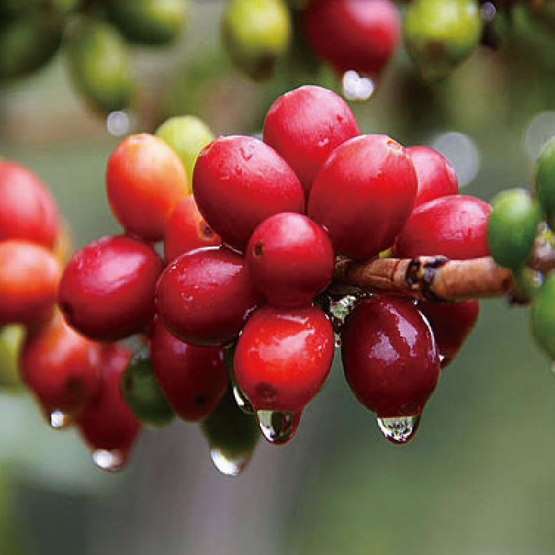 铂澜手冲200g磨粉可现烘焙新鲜咖啡豆精品印尼咖啡豆