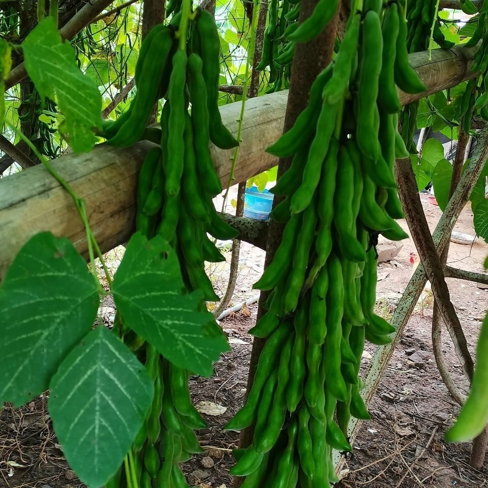 龙爪豆新鲜现摘狗爪豆猫豆农家自种狗儿豆5斤10斤