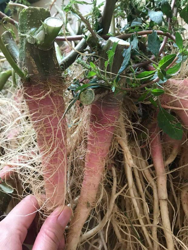 菜根野刺刺苋根苋菜刺笕红梗苋根鲜红新鲜红带刺其它