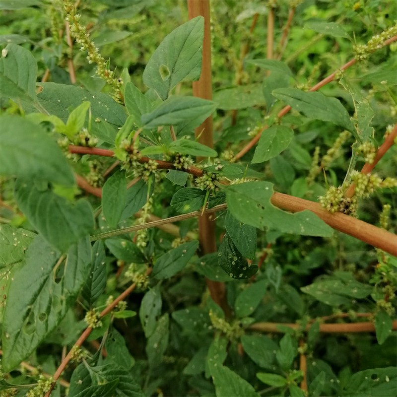 野苋菜根的功效与作用图片