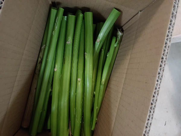 苋菜茎刺苋梗食用新鲜菜梗汗菜臭菜臭豆腐原料叶菜类