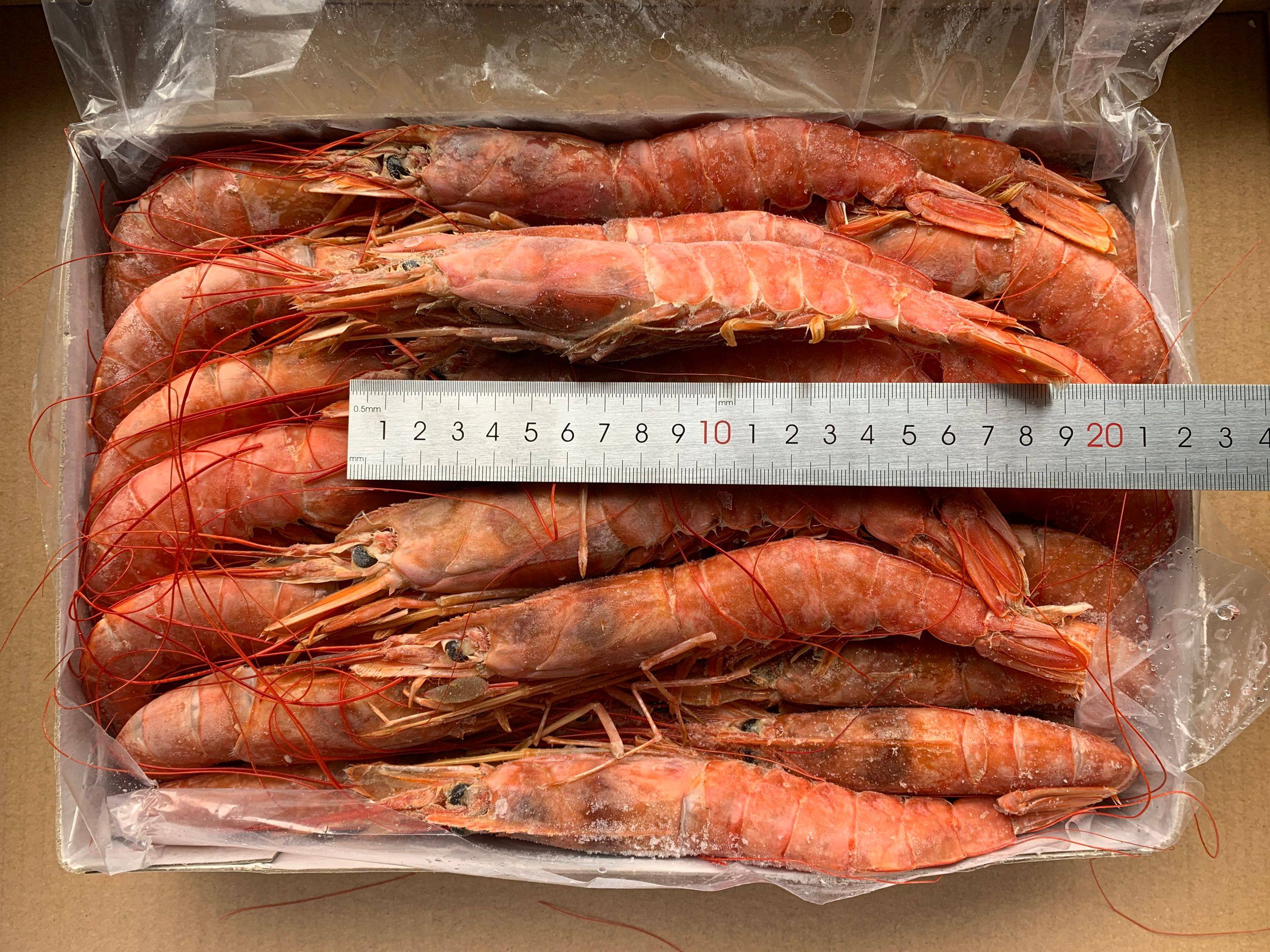 阿根廷红虾l1大红2kg进口超大鲜活特大新鲜寿司料理