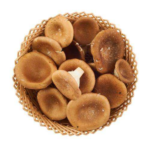 新鲜菌菇猪肚大杯伞大漏斗250g江浙沪5件包邮新鲜松茸