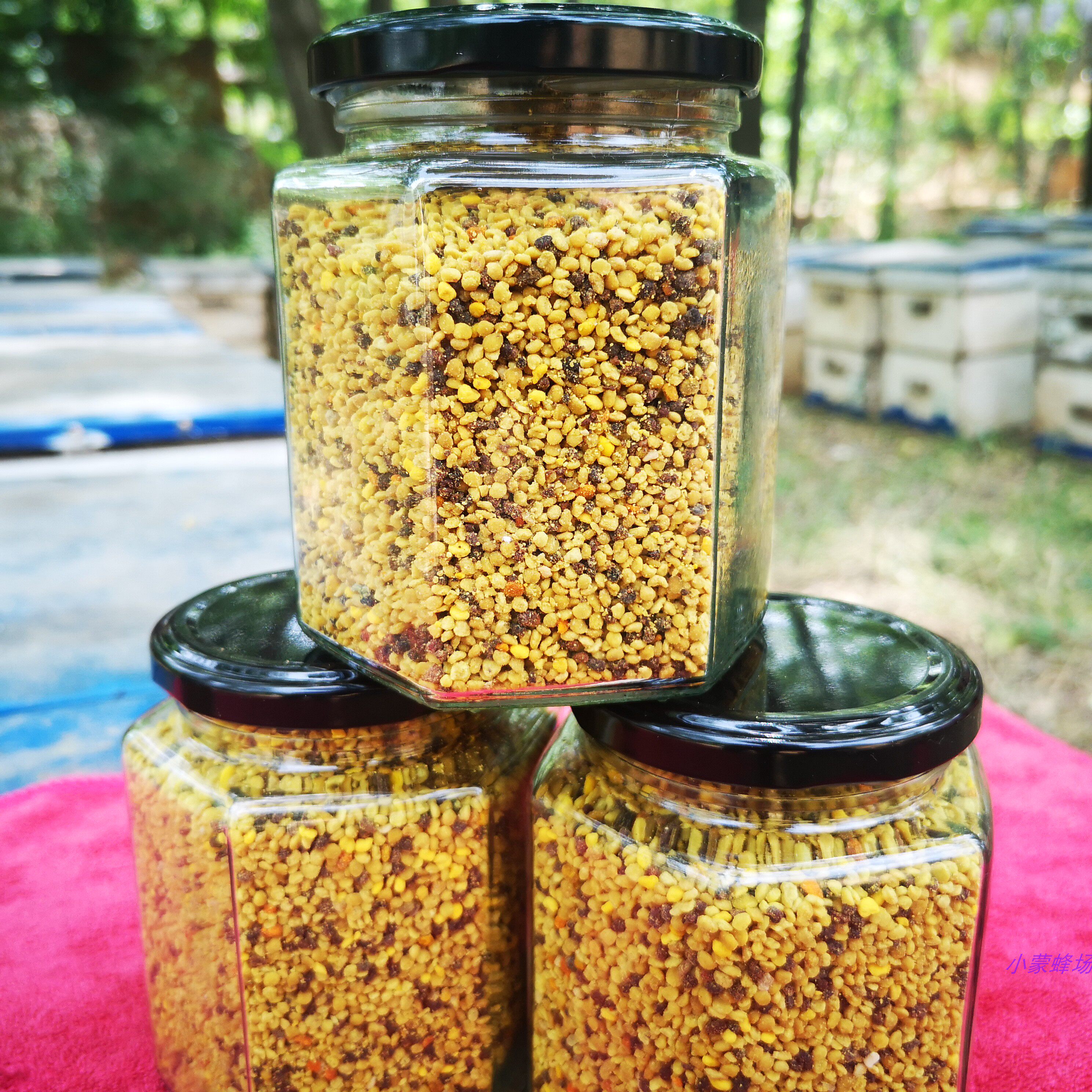 花粉蜜蜂天然植物食用粉荷油菜采集脱粉小蒙蜂花粉