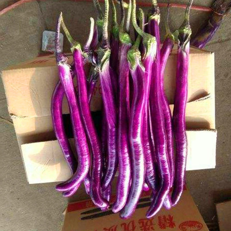 线茄种子 长茄杭茄种籽台湾农友紫色蔬菜 高产抗病口感好日升长茄