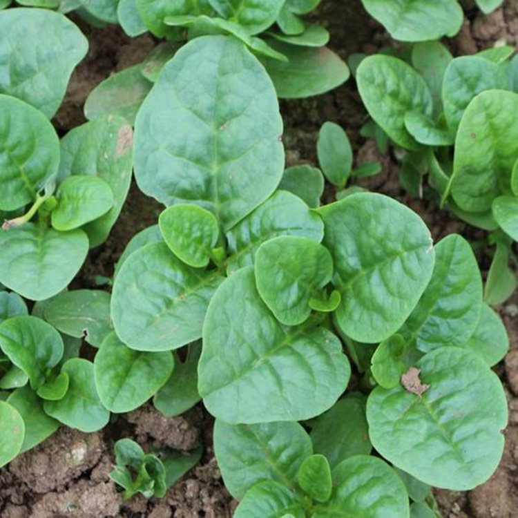 大叶木耳菜种子 架菠菜种籽 落葵籽可爬藤四季种高产蔬菜种子包邮