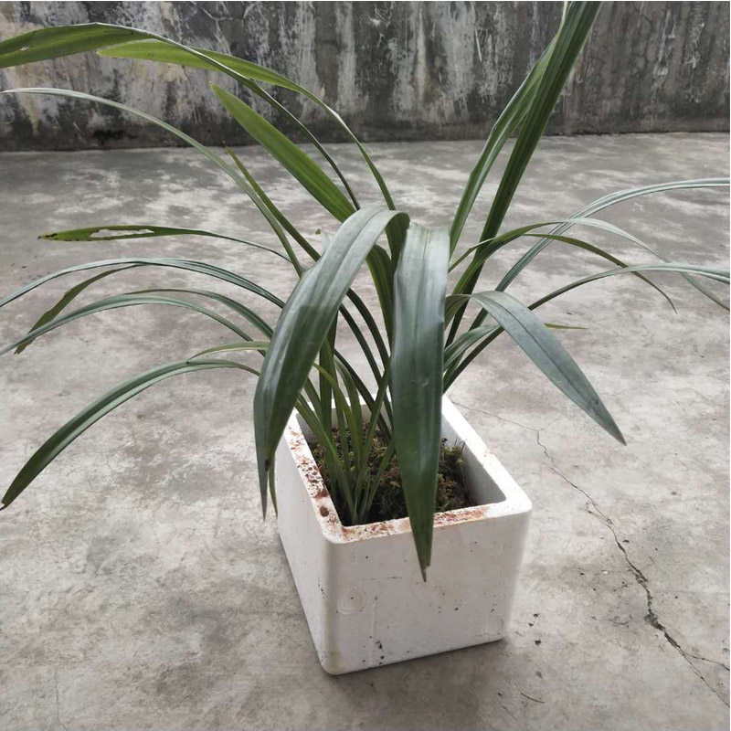 兰花云南南秋白墨大叶宽叶墨兰浓香香型盆栽时令草本花卉