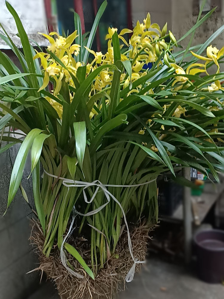 兰花虎头花苗黄素盆栽植物不带花苞素心极品时令草本花卉