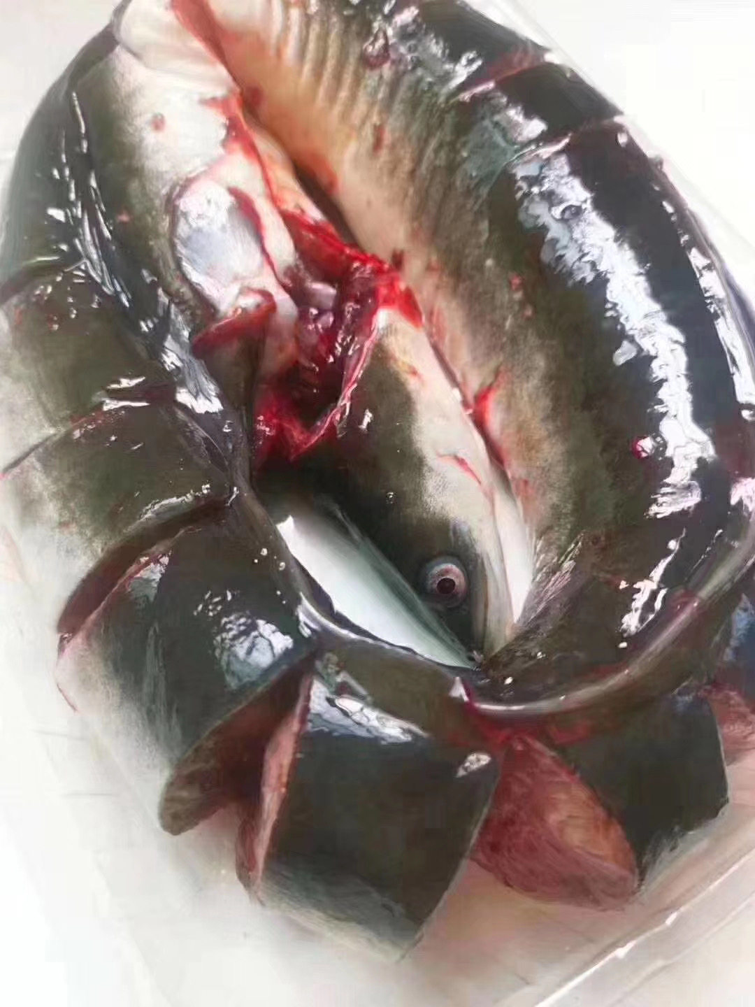 潮州特产当天天海野生鲜活冰冻乌耳鳗鱼一整条鳗鱼