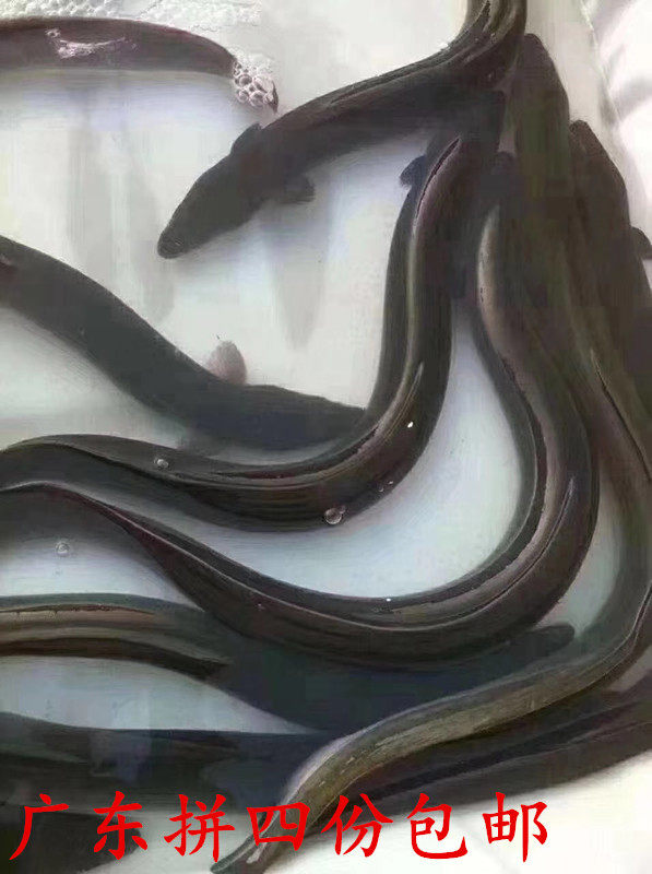潮州特产当天天海野生鲜活冰冻乌耳鳗鱼一整条鳗鱼