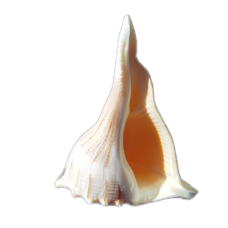天然左旋海螺观音招财佛家供奉收藏观赏标本海螺