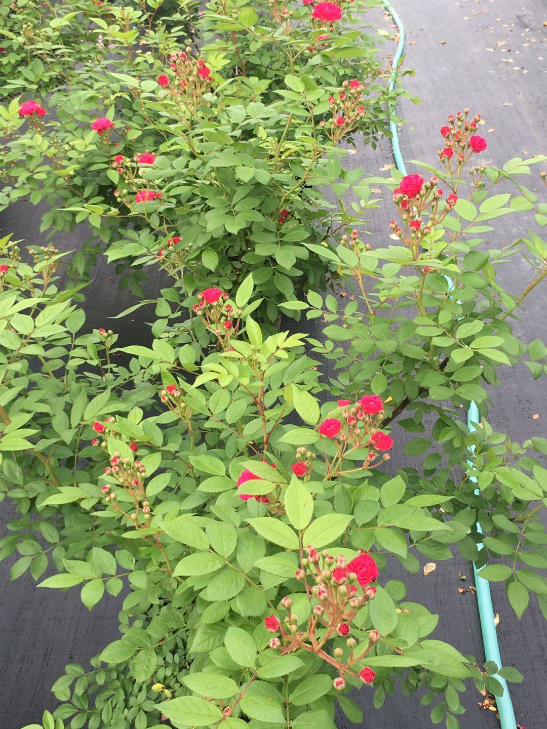 藤本微不足道dinky比利时多季丰花长势强抗病中大裸根月季盆栽苗