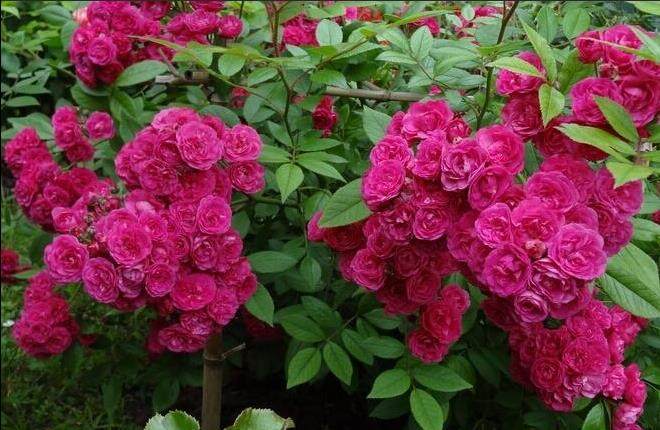 藤本微不足道dinky比利时多季丰花长势强抗病中大裸根月季盆栽苗