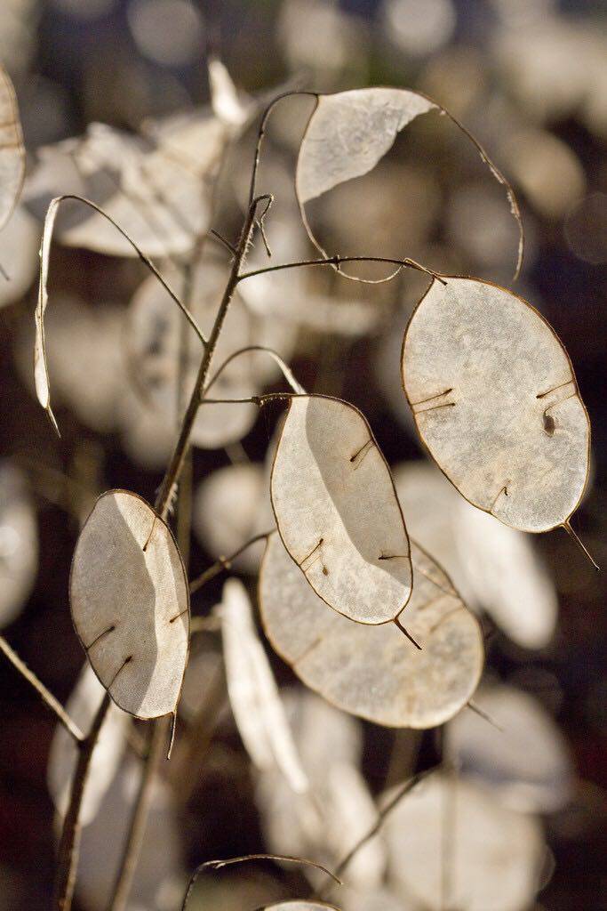 进口切花银扇草种种子银元银币硬币四季阳台家庭园艺种子