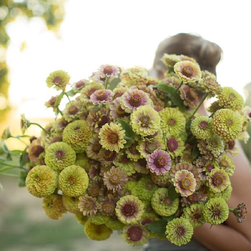 柠檬进口切花百日草种子女王系列腮红新手耐热盆栽家庭园艺种子