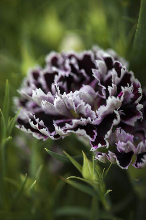 进口重瓣石竹种子黑白游吟诗人blackwhiteminstrels家庭园艺种子