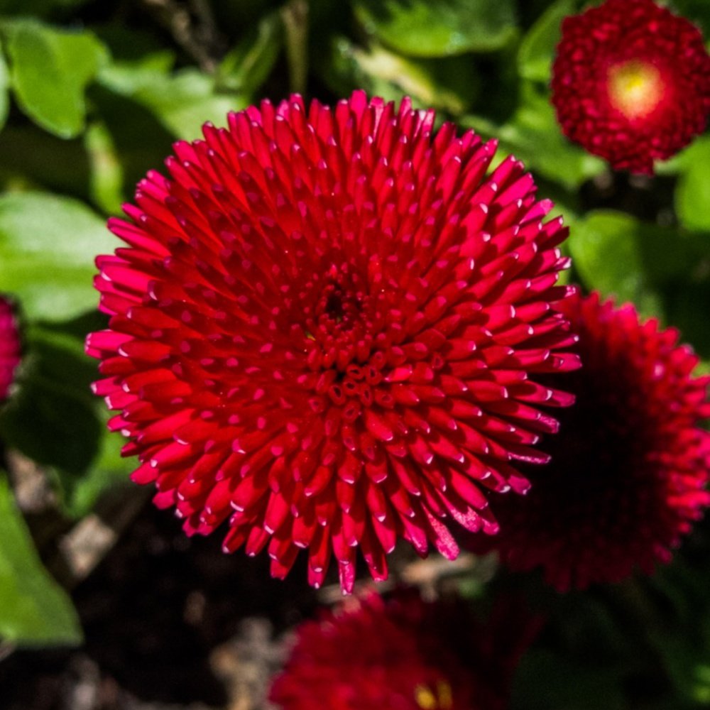 进口雏菊种子红色绒球redballs四季小清新盆栽家庭园艺种子