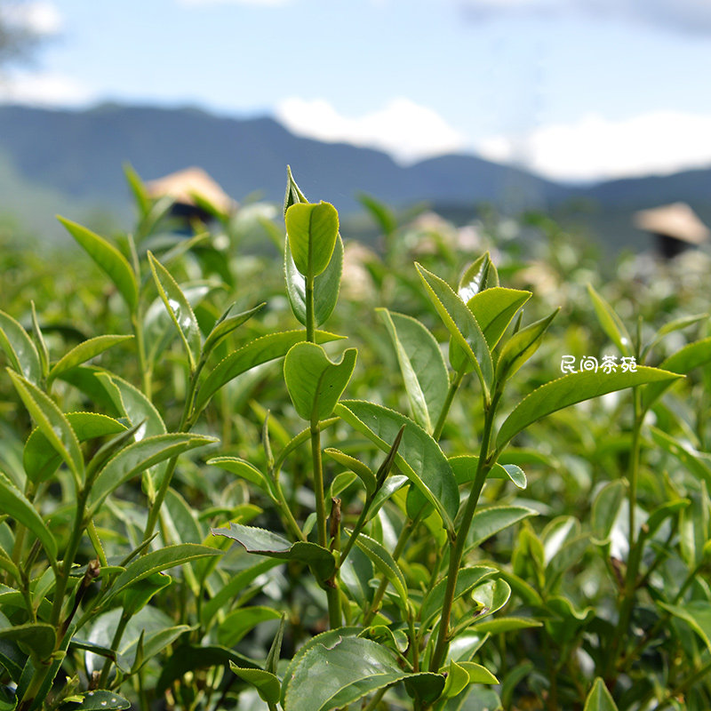 腾冲乌龙茶青茶茶叶青心雪域清境散茶100g台湾台湾高山茶