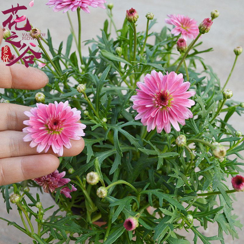 茼蒿菊种子玛格丽特系列品种 花卉盆景室内阳台盆栽植 四季可播种