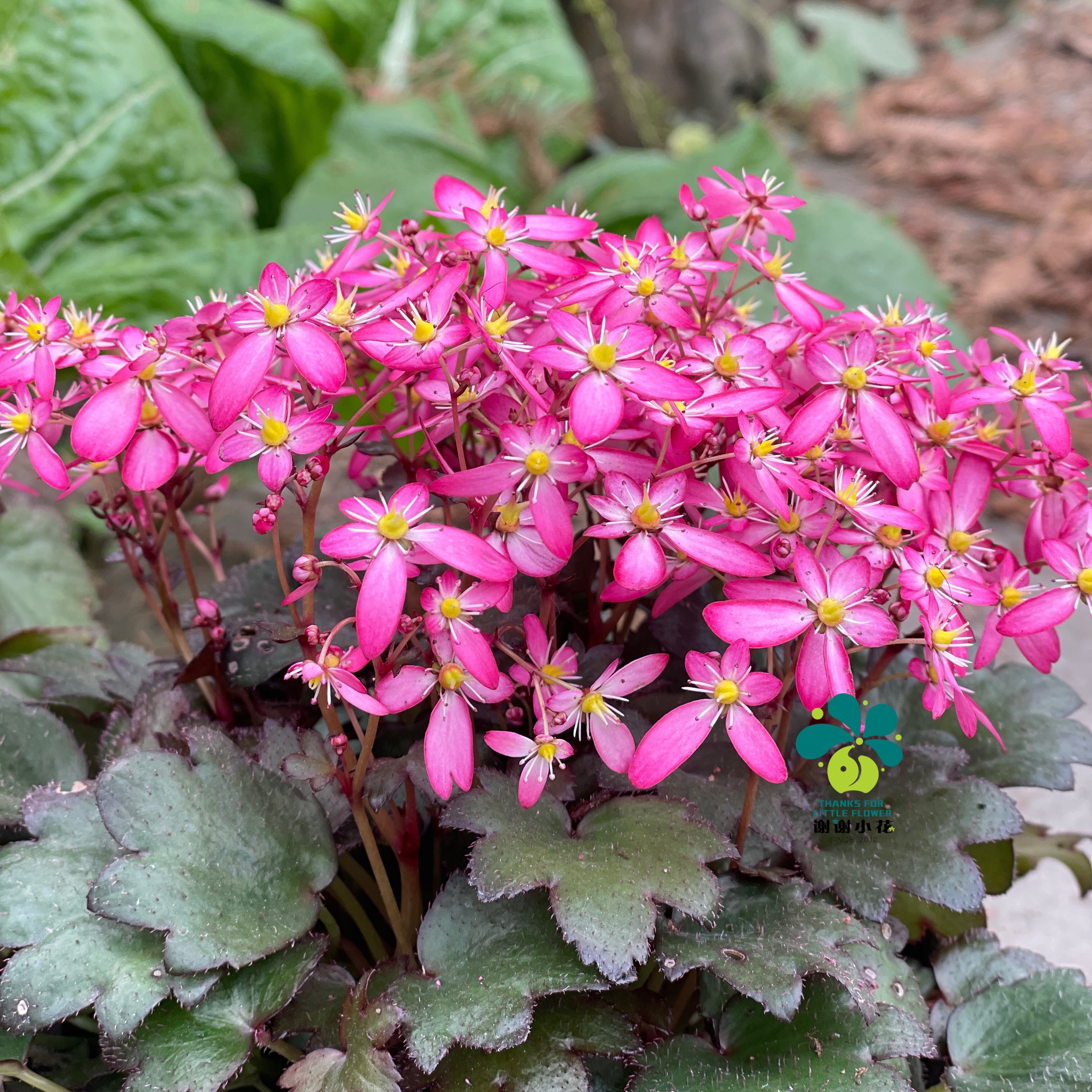 谢谢小花大文文字虎耳草山野草稀有花卉多年生时令草本花卉