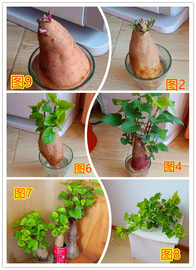 水培植物发芽洋葱红薯山芋土豆芋头花生大蒜绿植