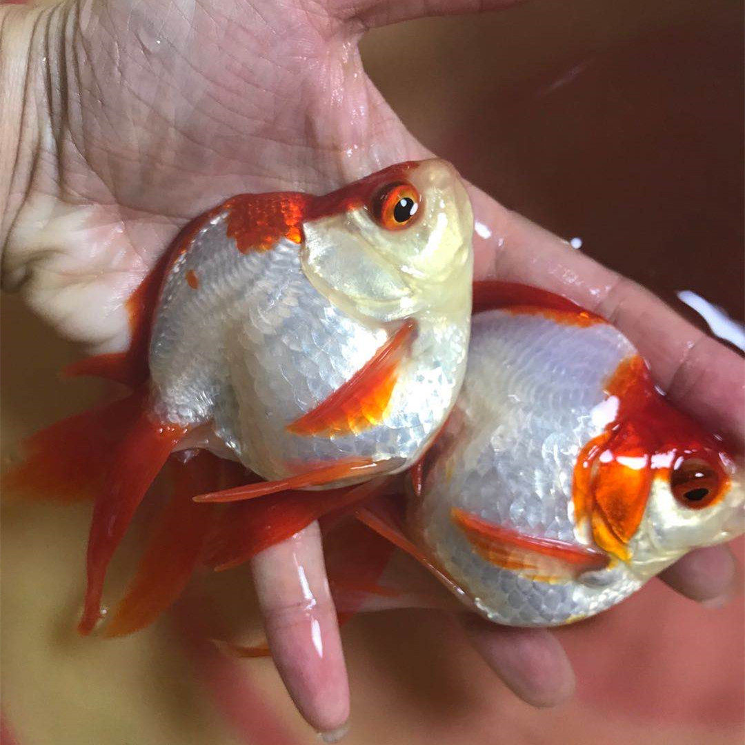 长尾金鱼精品尖嘴高背肚子鎏金全红风水鱼易鱼