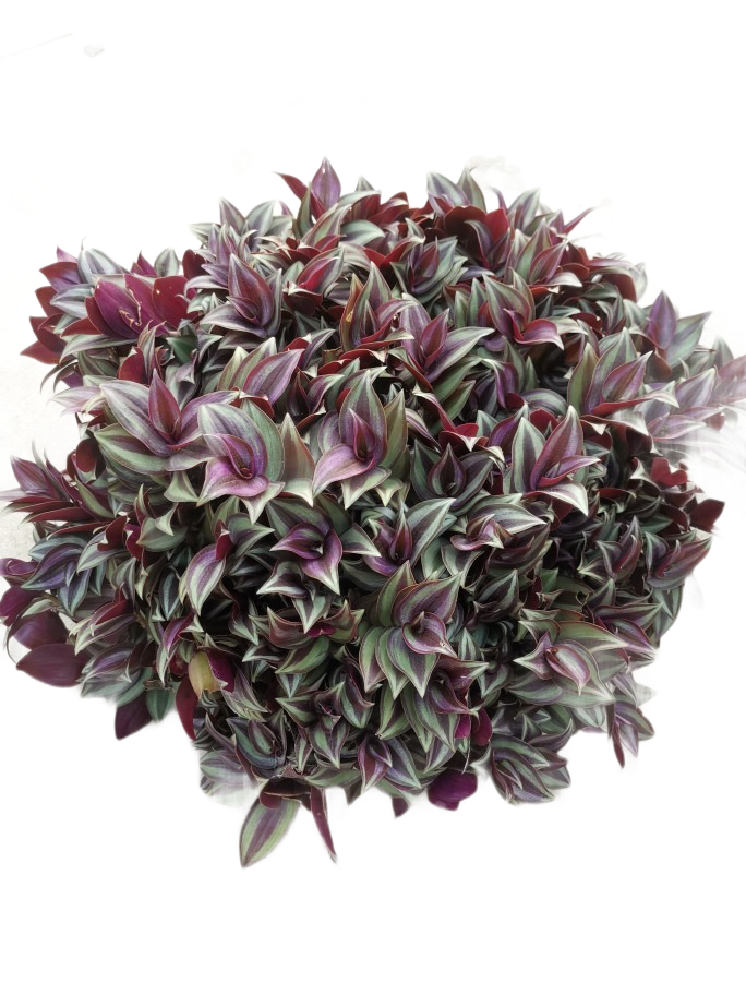 盆栽紫叶花叶吊竹吊兰绿植花卉阳台垂吊室内绿植