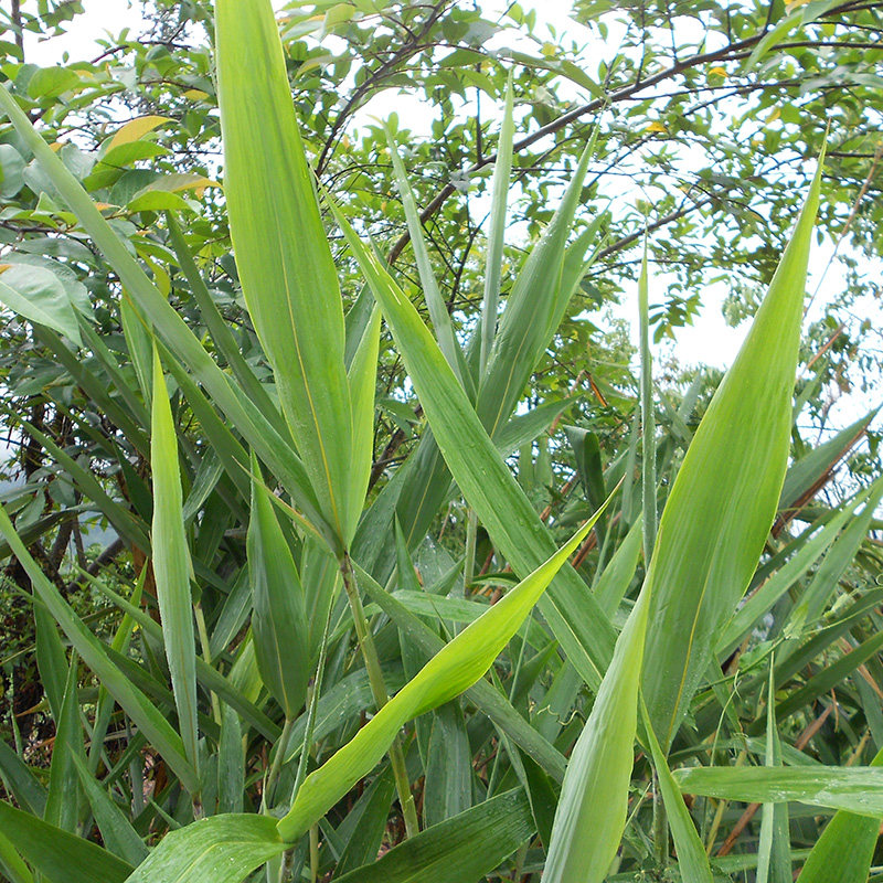 云南粽子子叶农村食品芦苇叶箸竹叶扫把花叶树叶