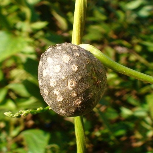 云南地道中草药材卡拉黄精果慈姑黄药野生黄独其他药食同源食品