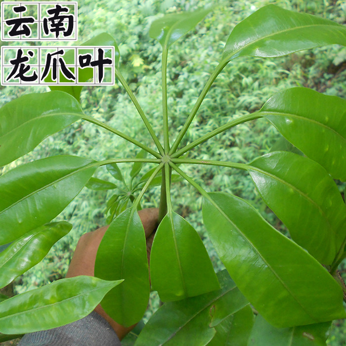 龙爪云南地道中草药材民间中医脱辟木龙树大其他药食同源食品