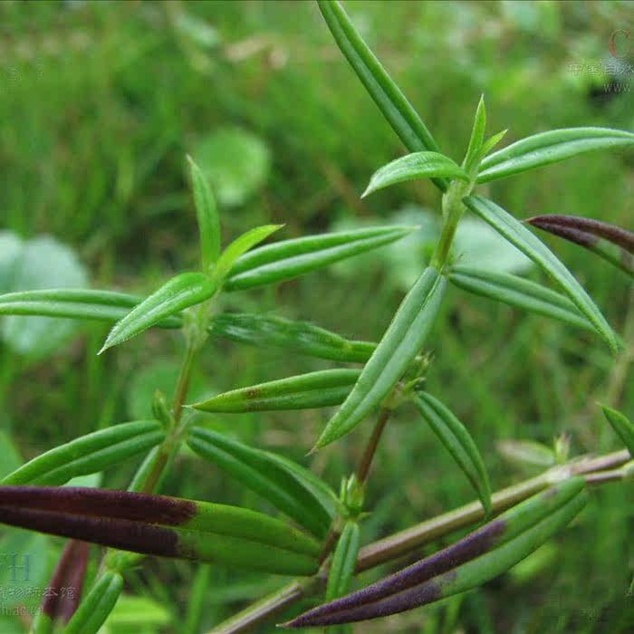 云南中草药 民间中医 新鲜竹叶菜 蛇利草种苗 野生白花蛇舌草